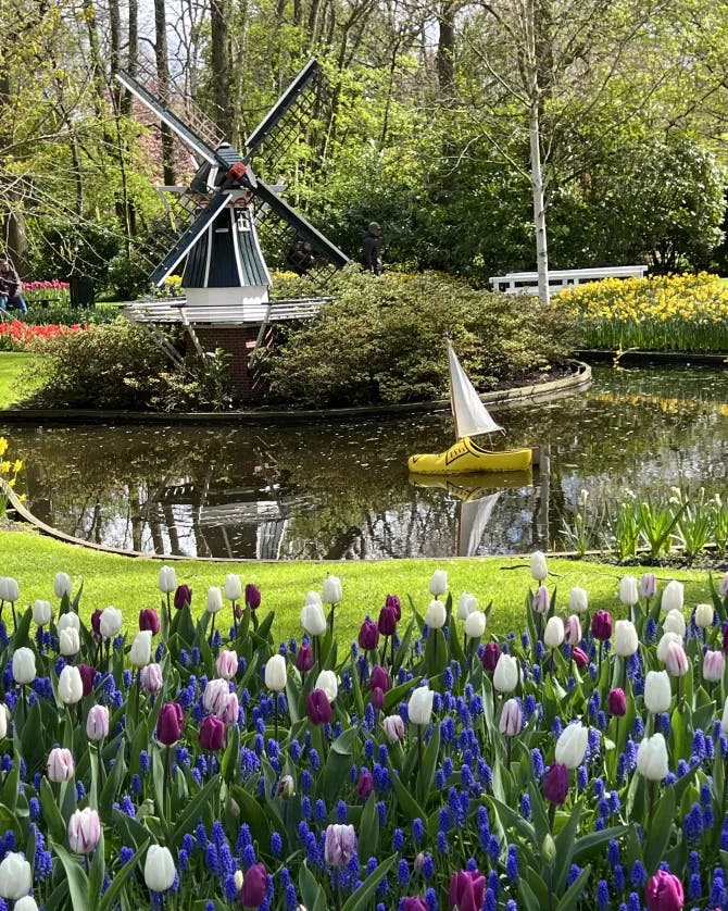 Beautiful multi-colored tulips in front of a pond with a mini sailboat and a windmill in the background. 