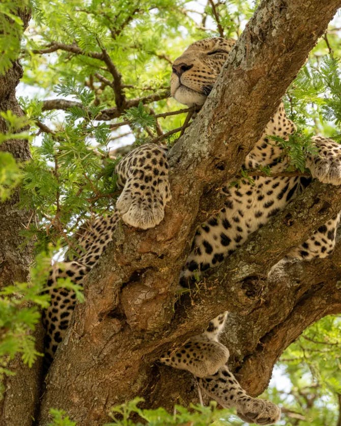 a cheetah lounges in a tree