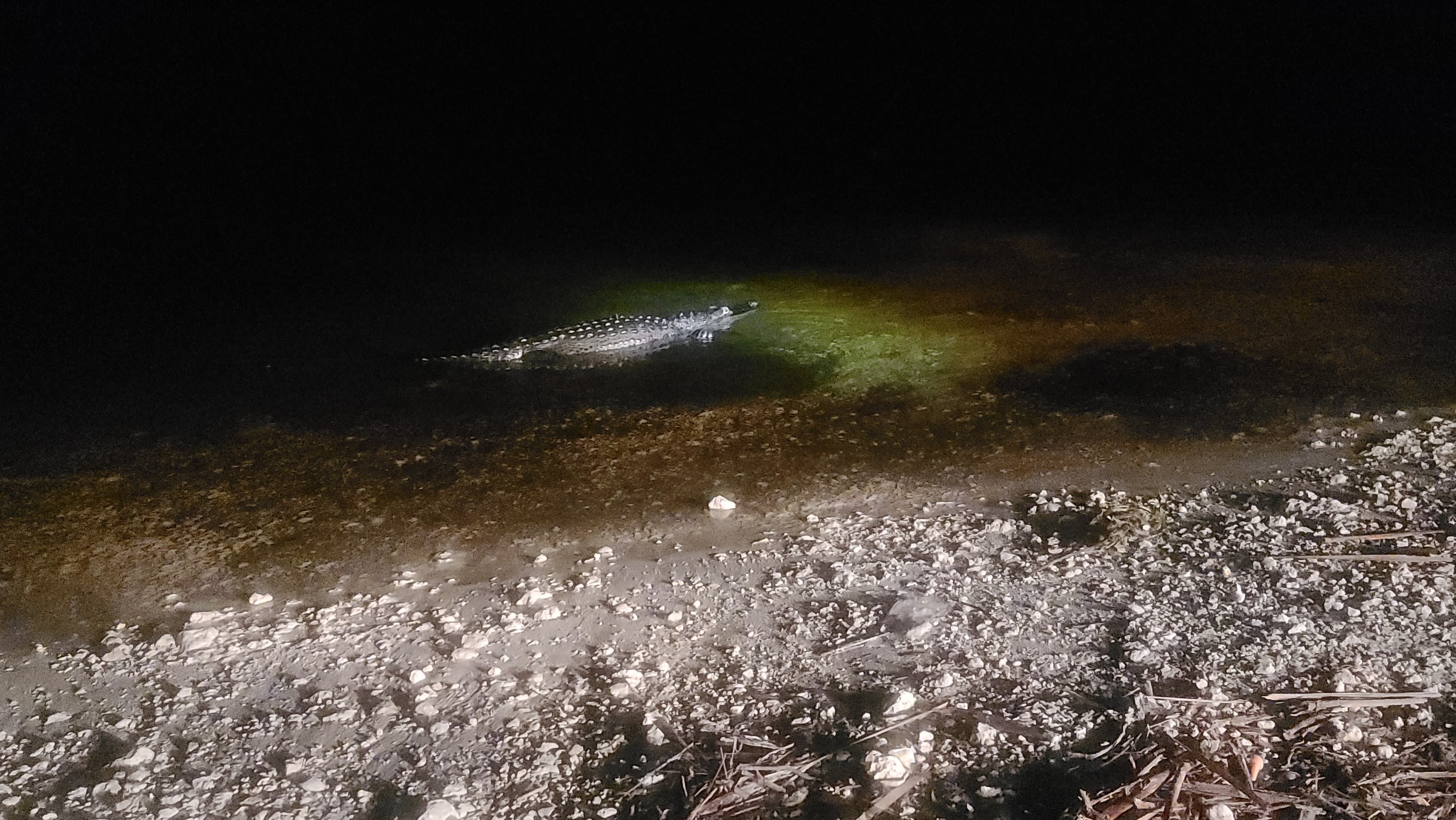 alligator in the water