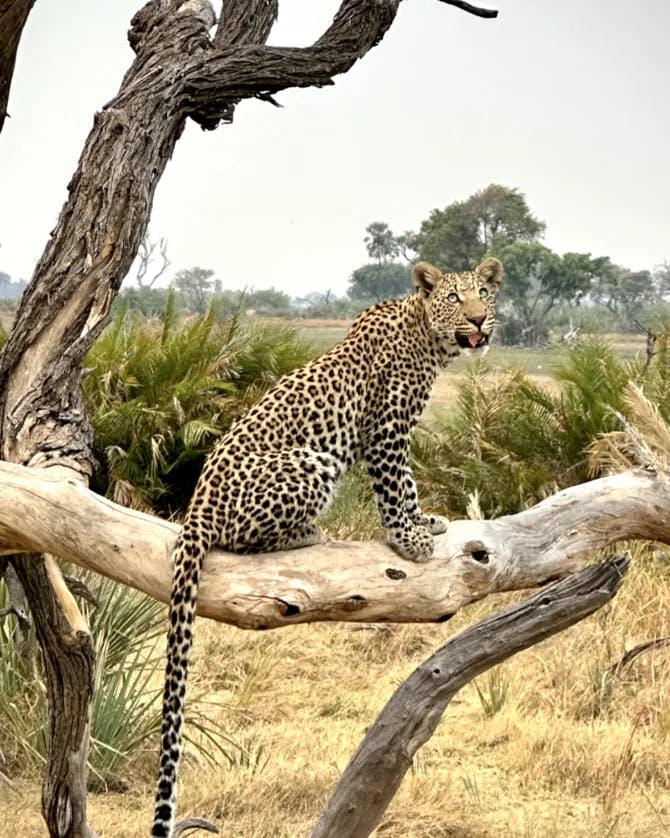 A leopard sitting on a tree branch