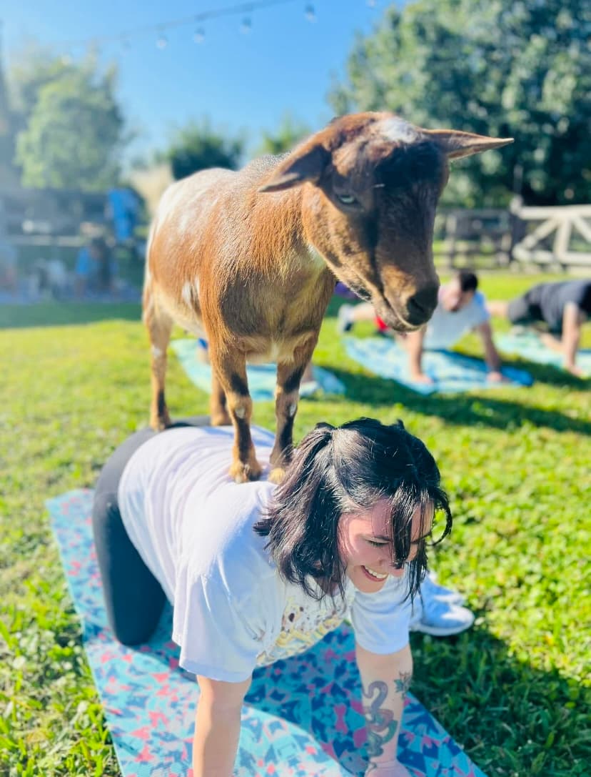 Enjoying the experience of goat yoga