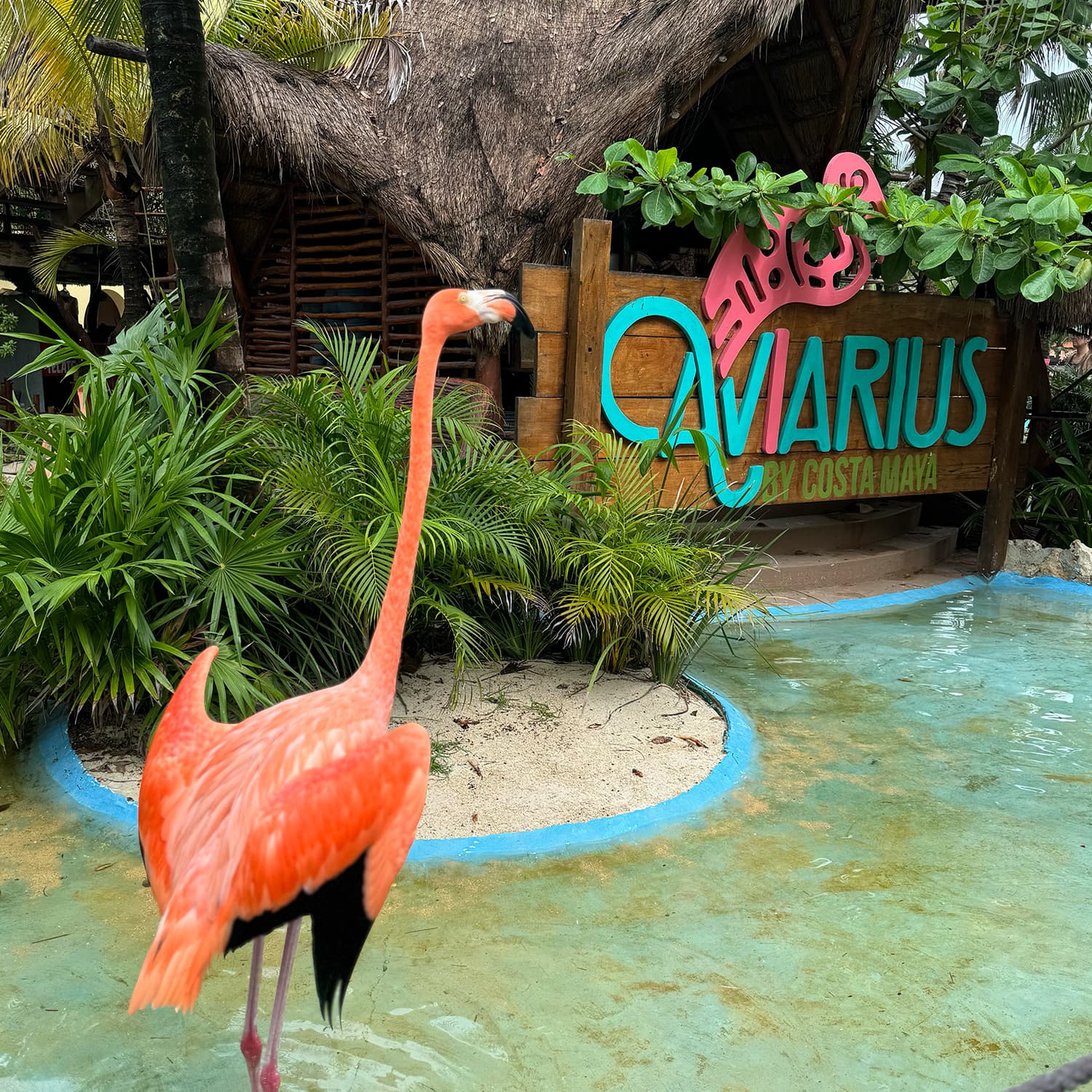 Picture of Flamingo