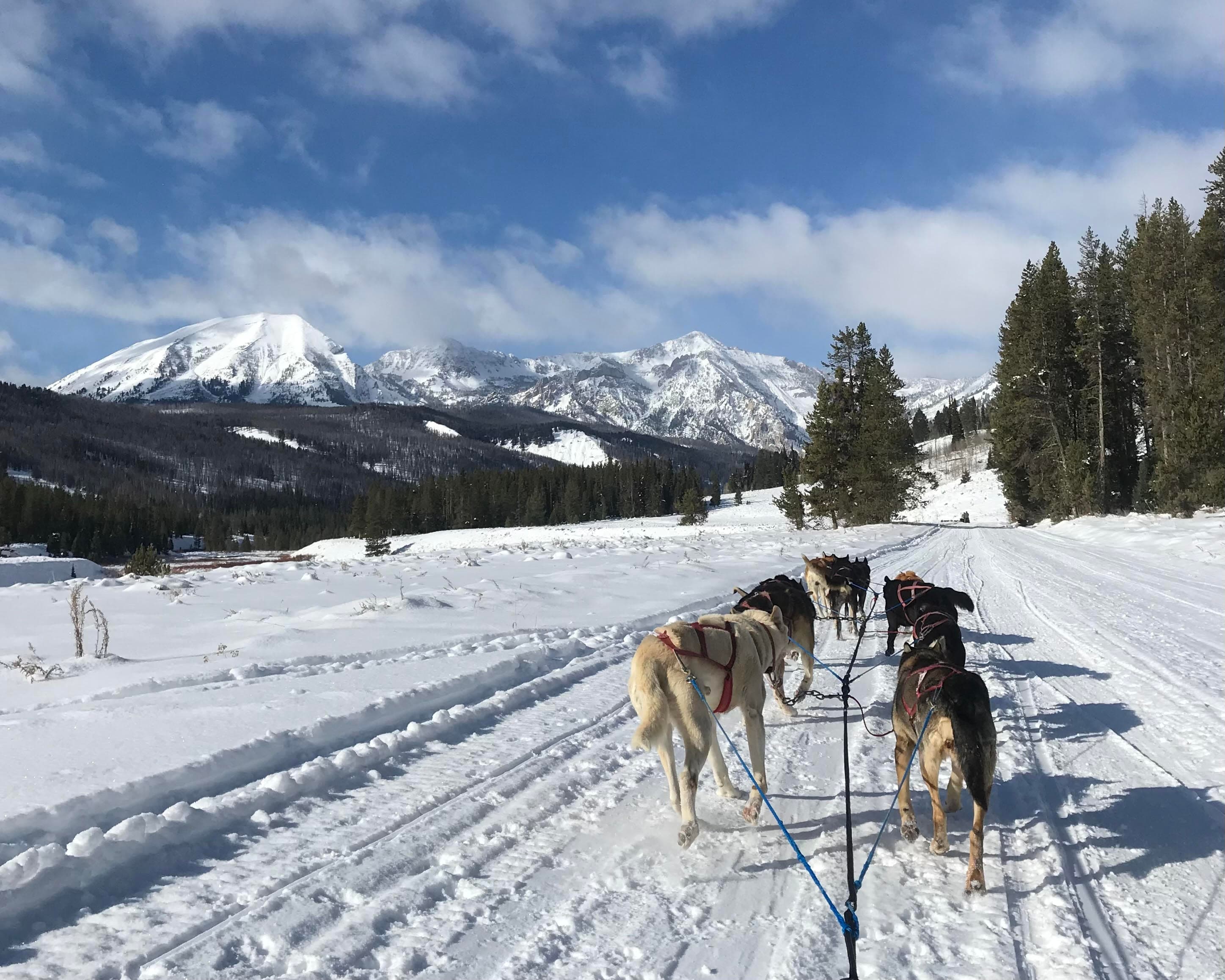 Picture of sled dogs in snow