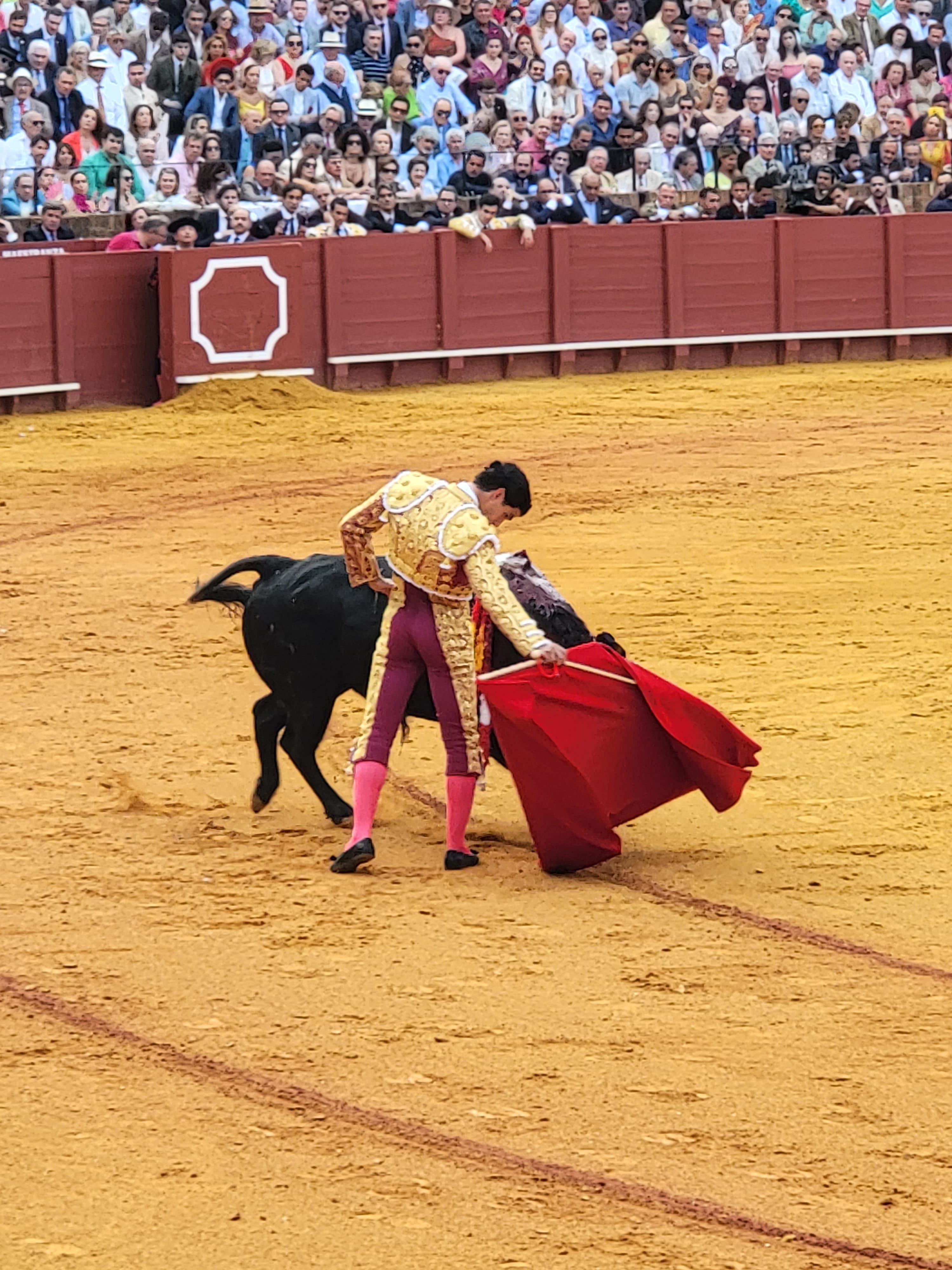 Bull Fighting