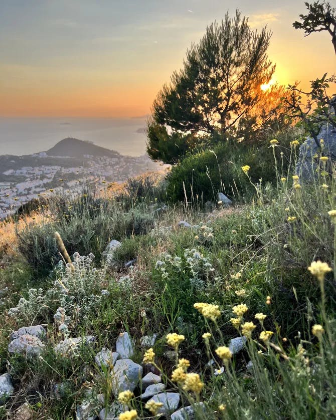 Yellow wildflowers spread across the green grass on a mountain with the golden sunset shining behind a tree in the distance