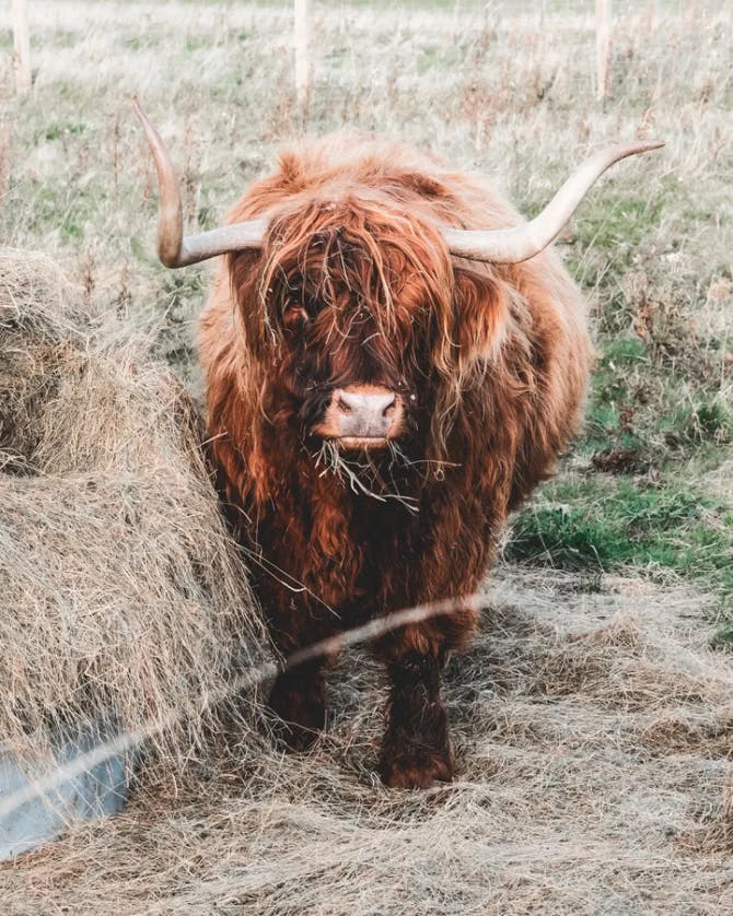 A photo of a brown cow with horns eating hay outside with a fence in the background 
