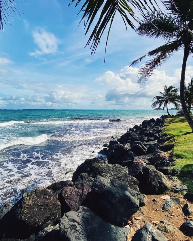 A rocky beach with green grass and palm trees overlooking the ocean