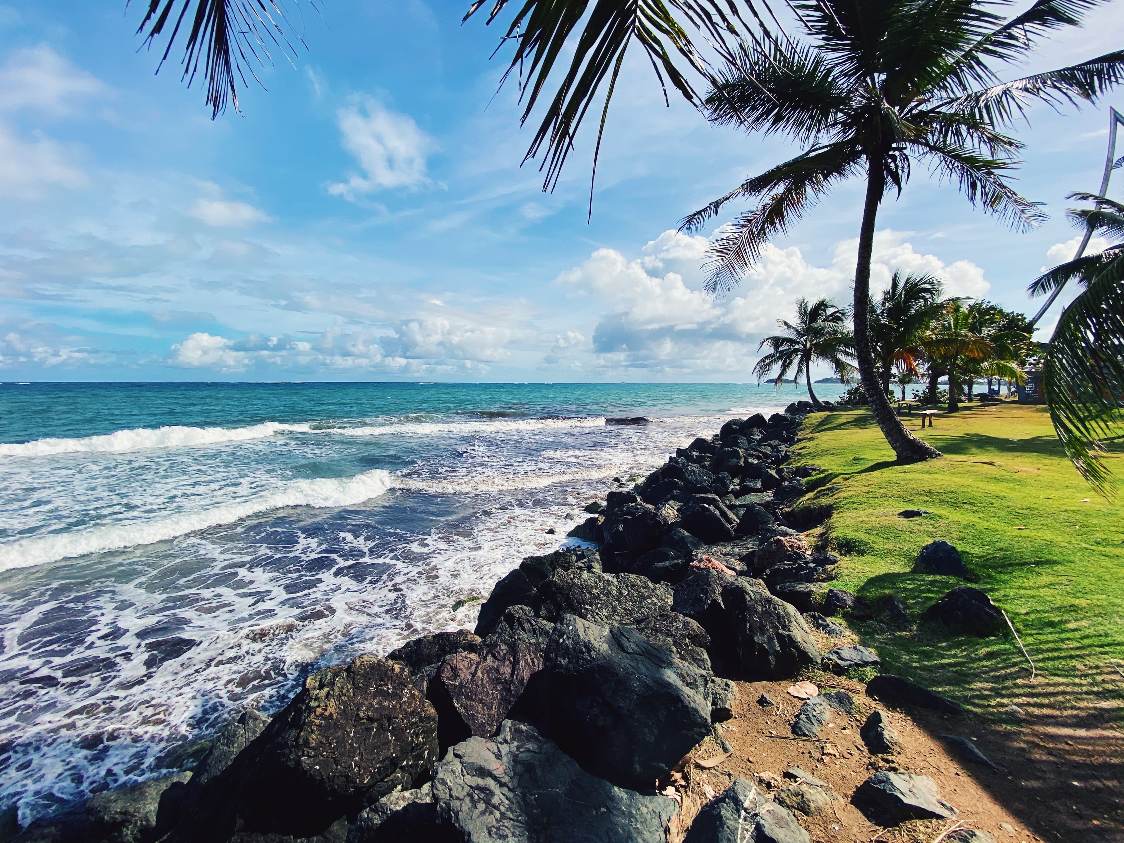 A rocky beach with green grass and palm trees overlooking the ocean