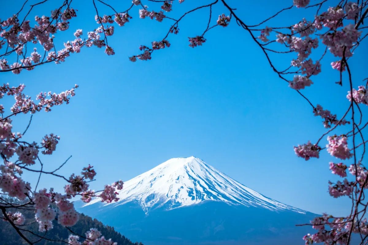Mount Fuji juts out of the Japanese countryside, as seen through a ring of cherry blossoms from Tokyo, unseen
