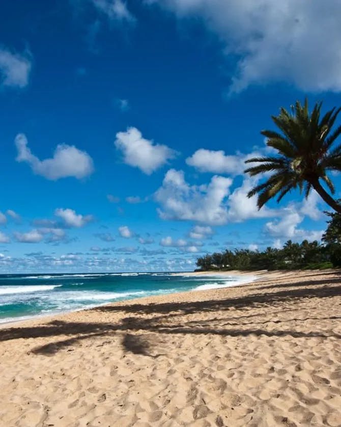 A view of the sandy beach, palm trees and ocean with waves rolling in on the shore.