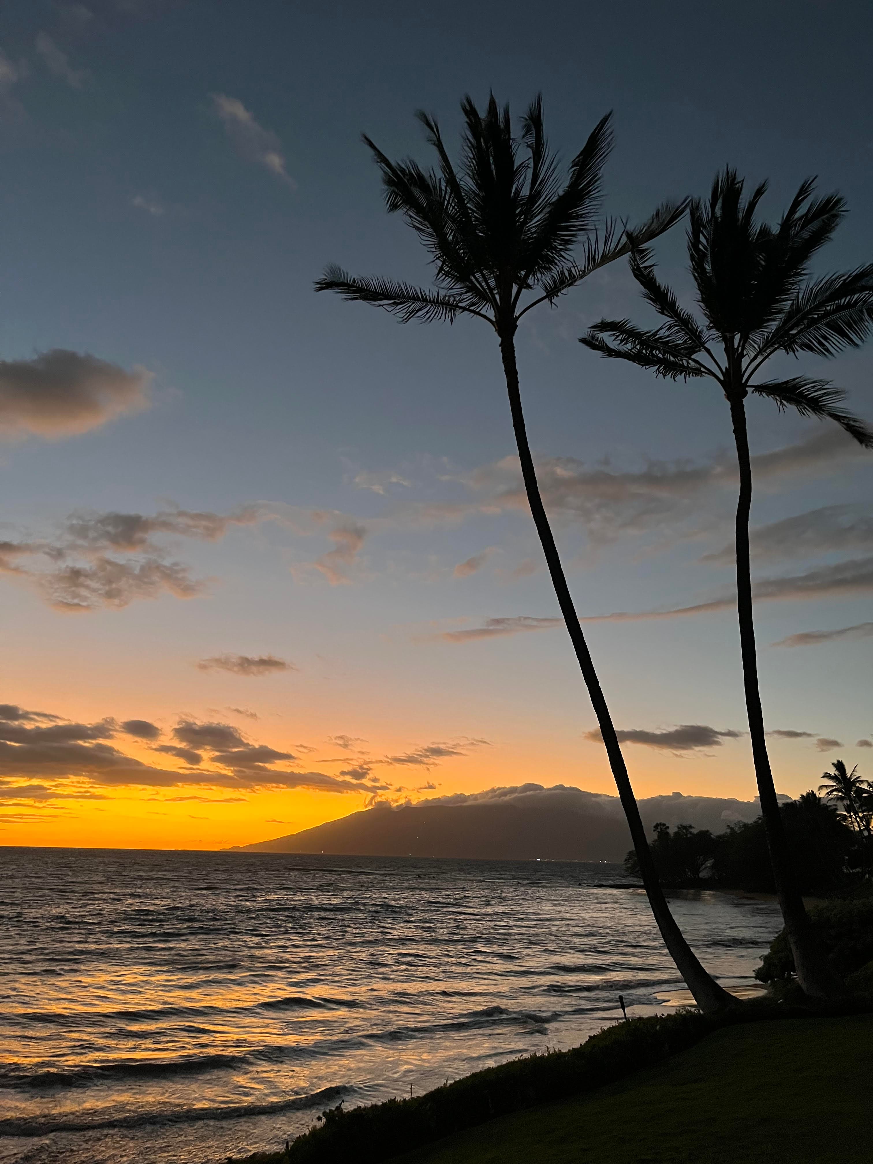 palm trees and evening time