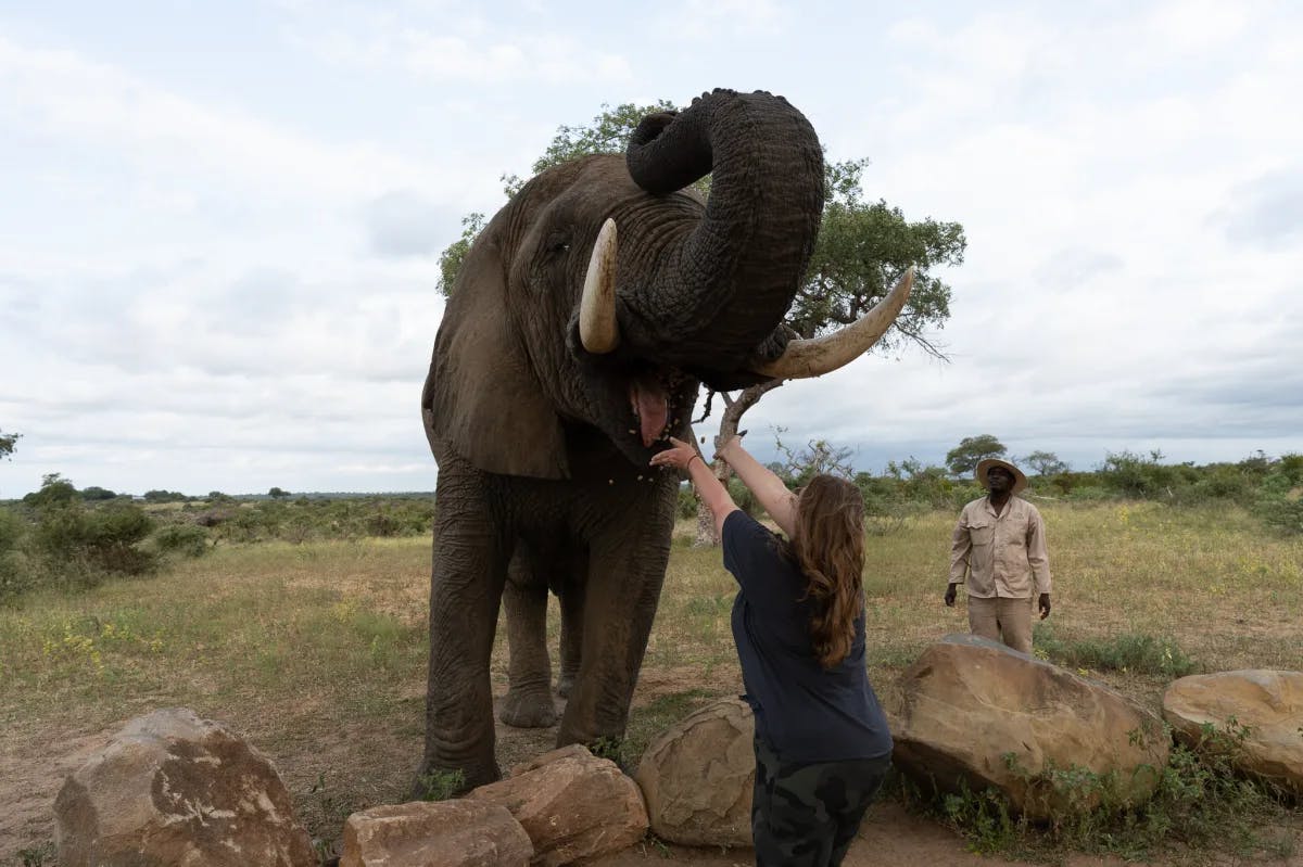 Jabulani Safari is one of the best places to be able to experience African elephants.
