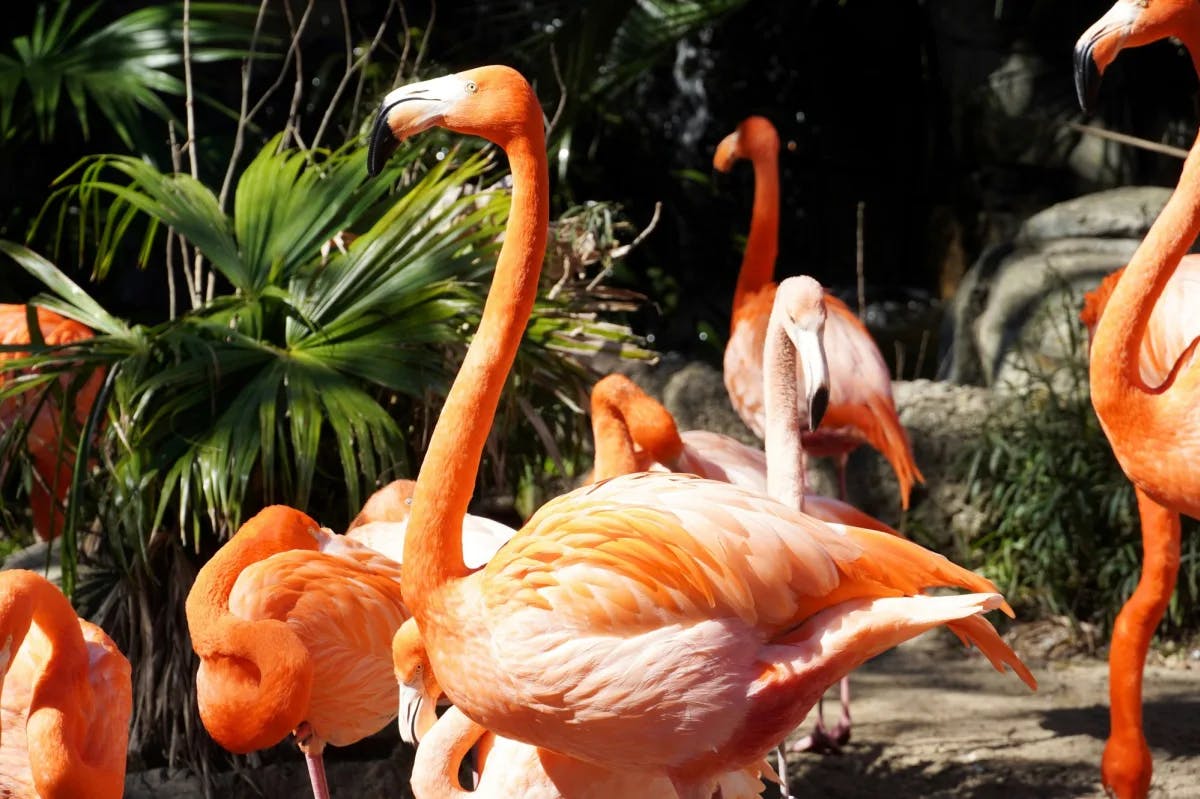 A group of flamingos. 