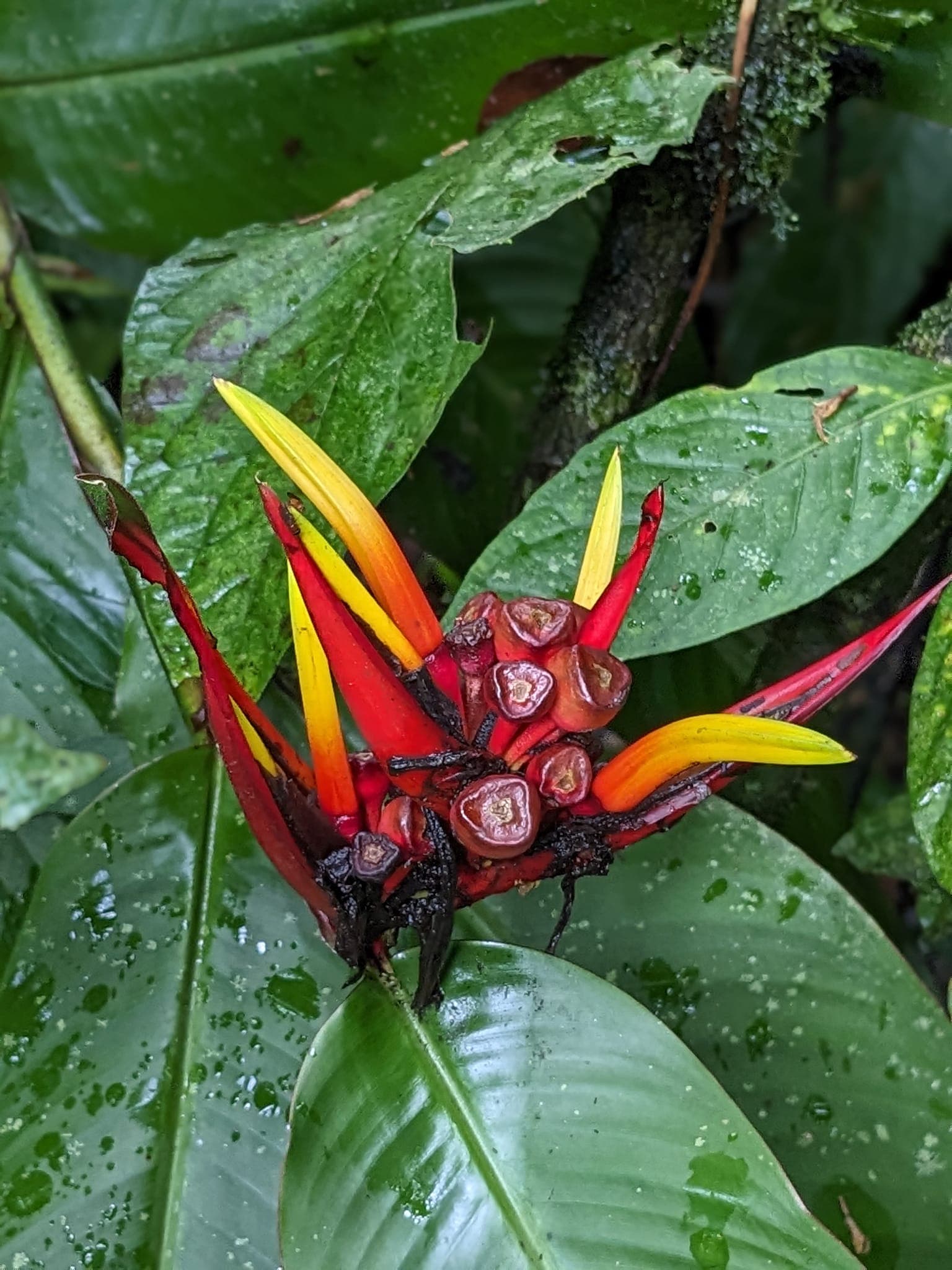 A picture of red bug on green leaves