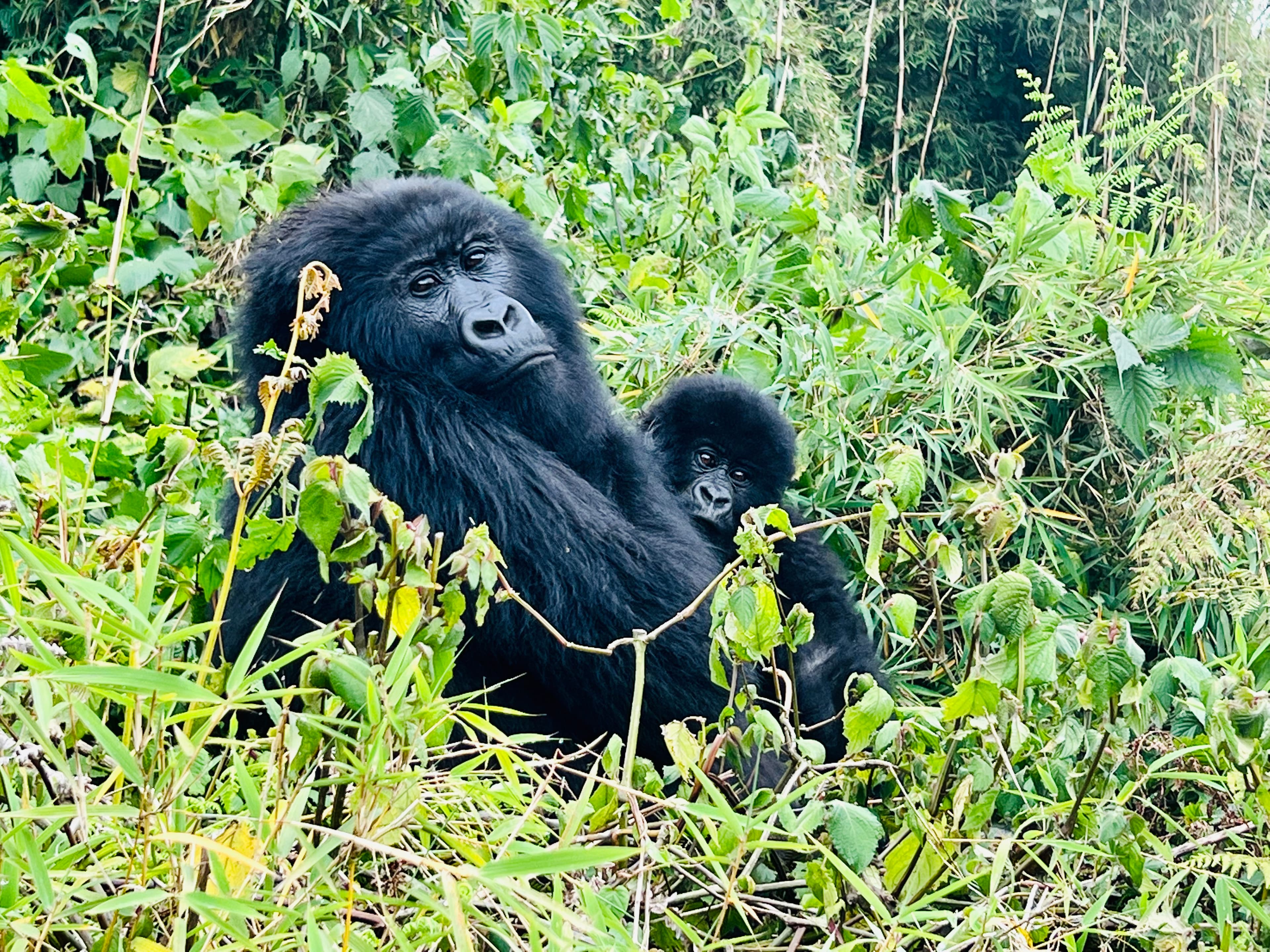 A gorilla with her baby in the wild