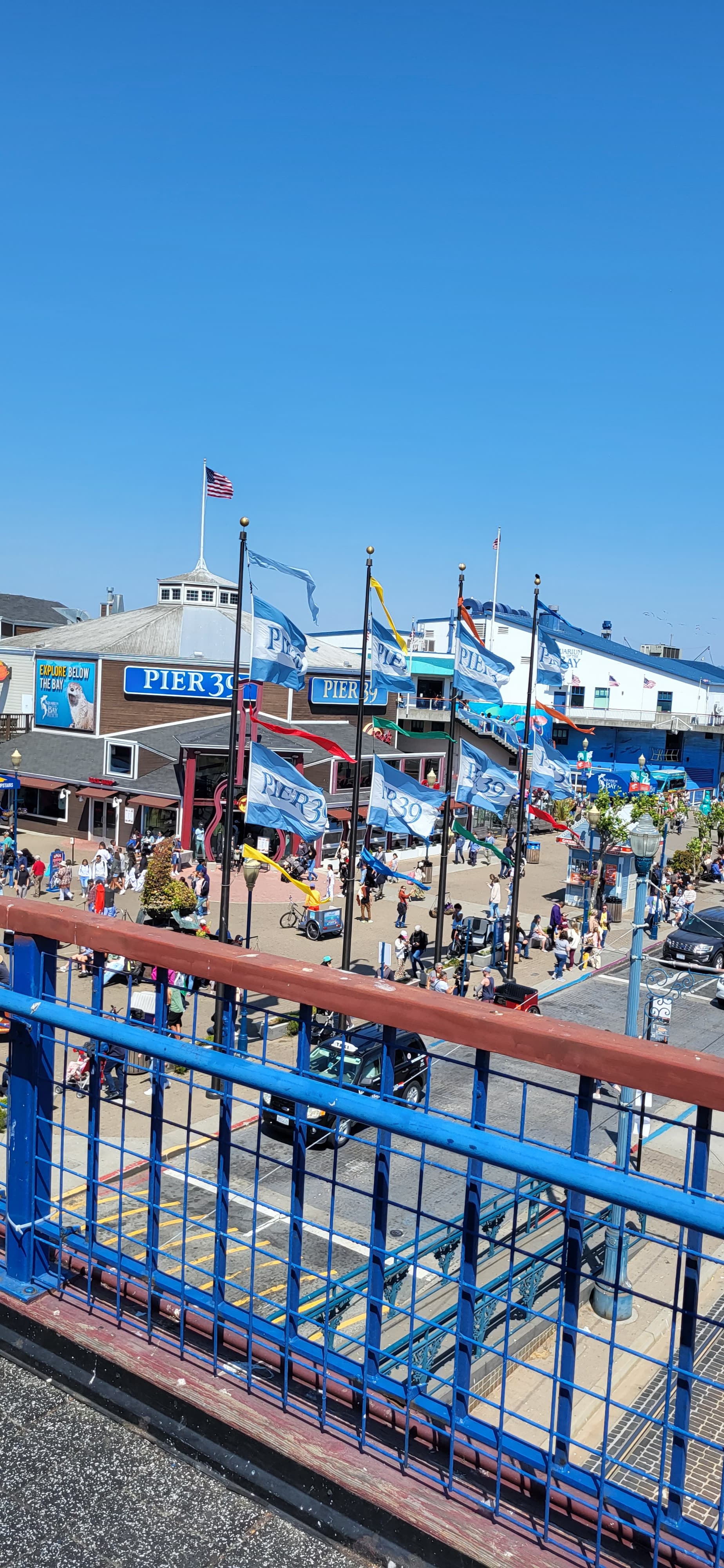 Picture of blue flags