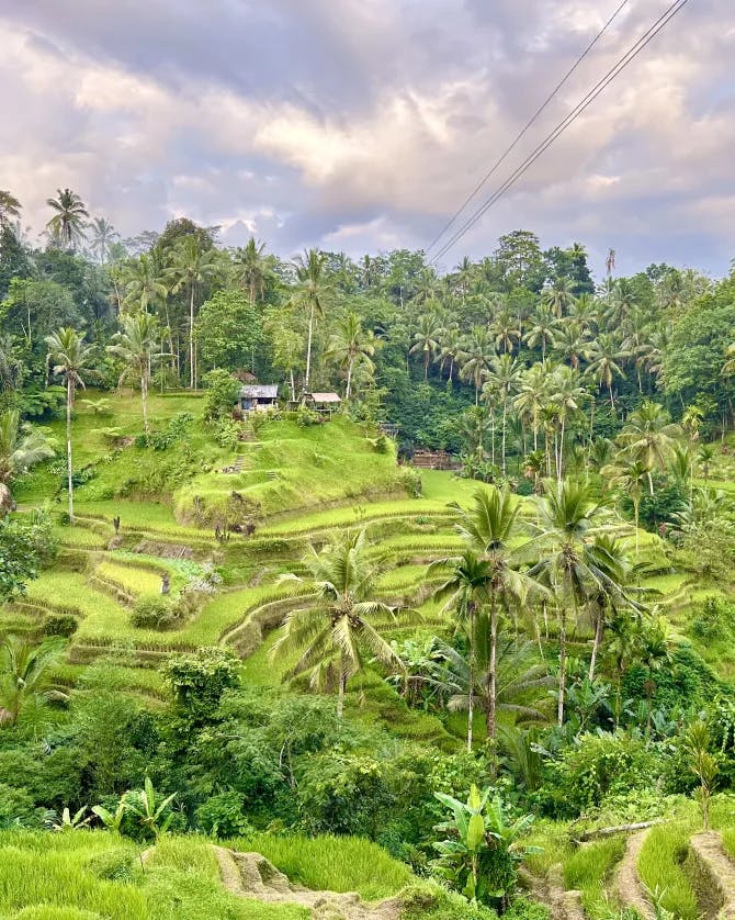 Picture of a lush green plantation