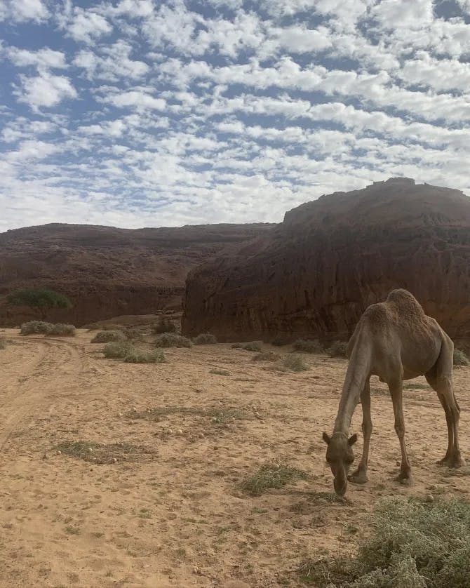 Camel roaming in the desert