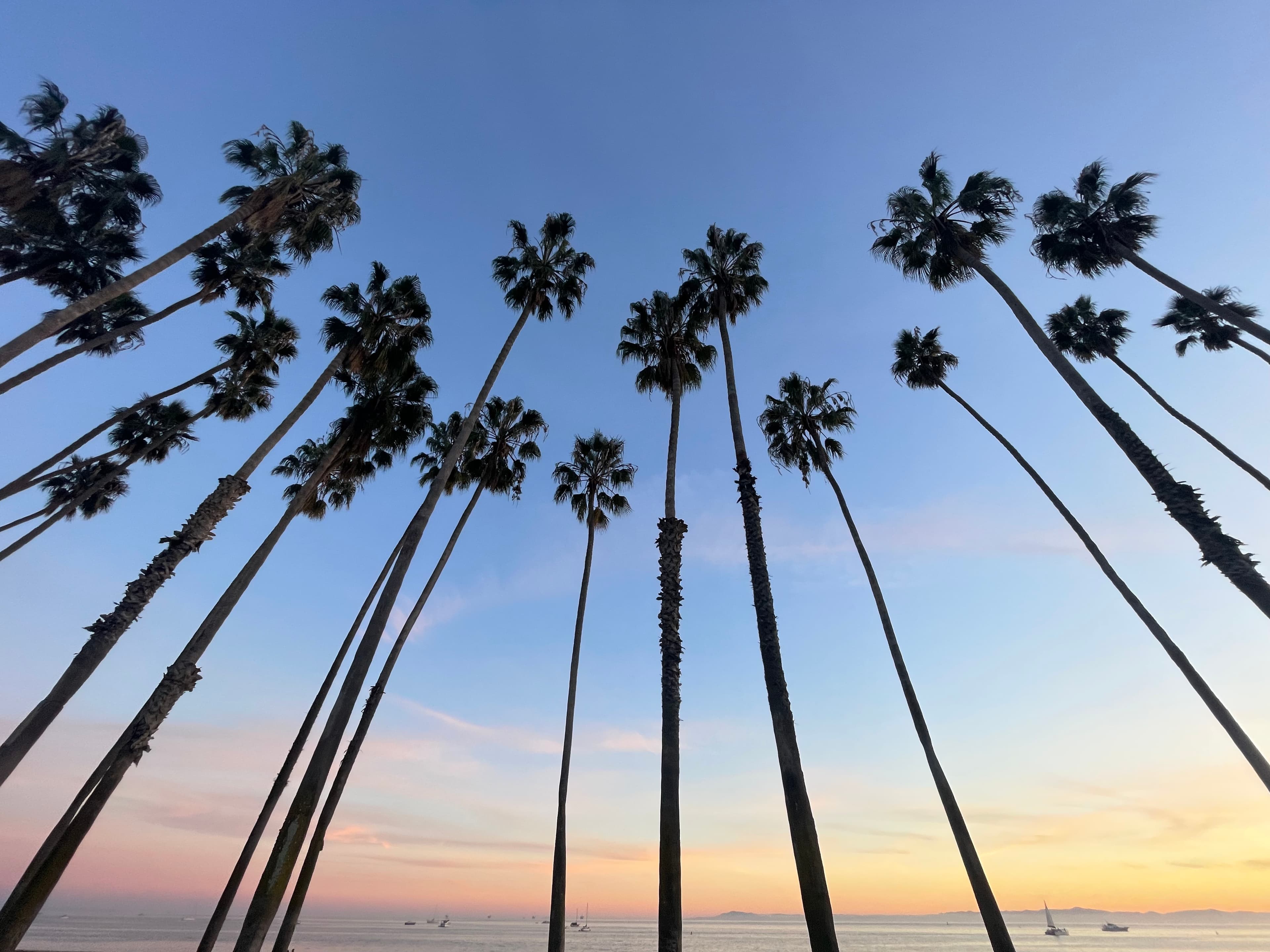 Palm trees standing tall