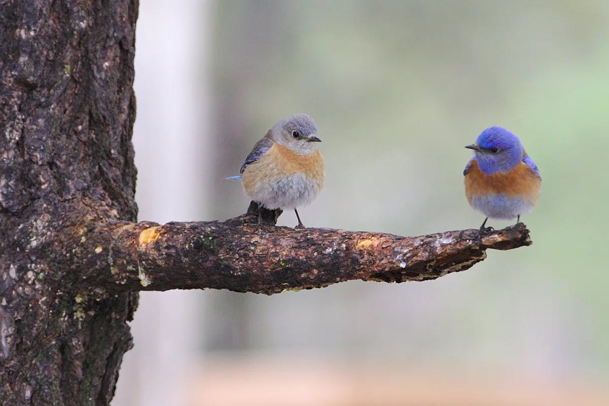 birds-on-tree-national-park-travel-guide
