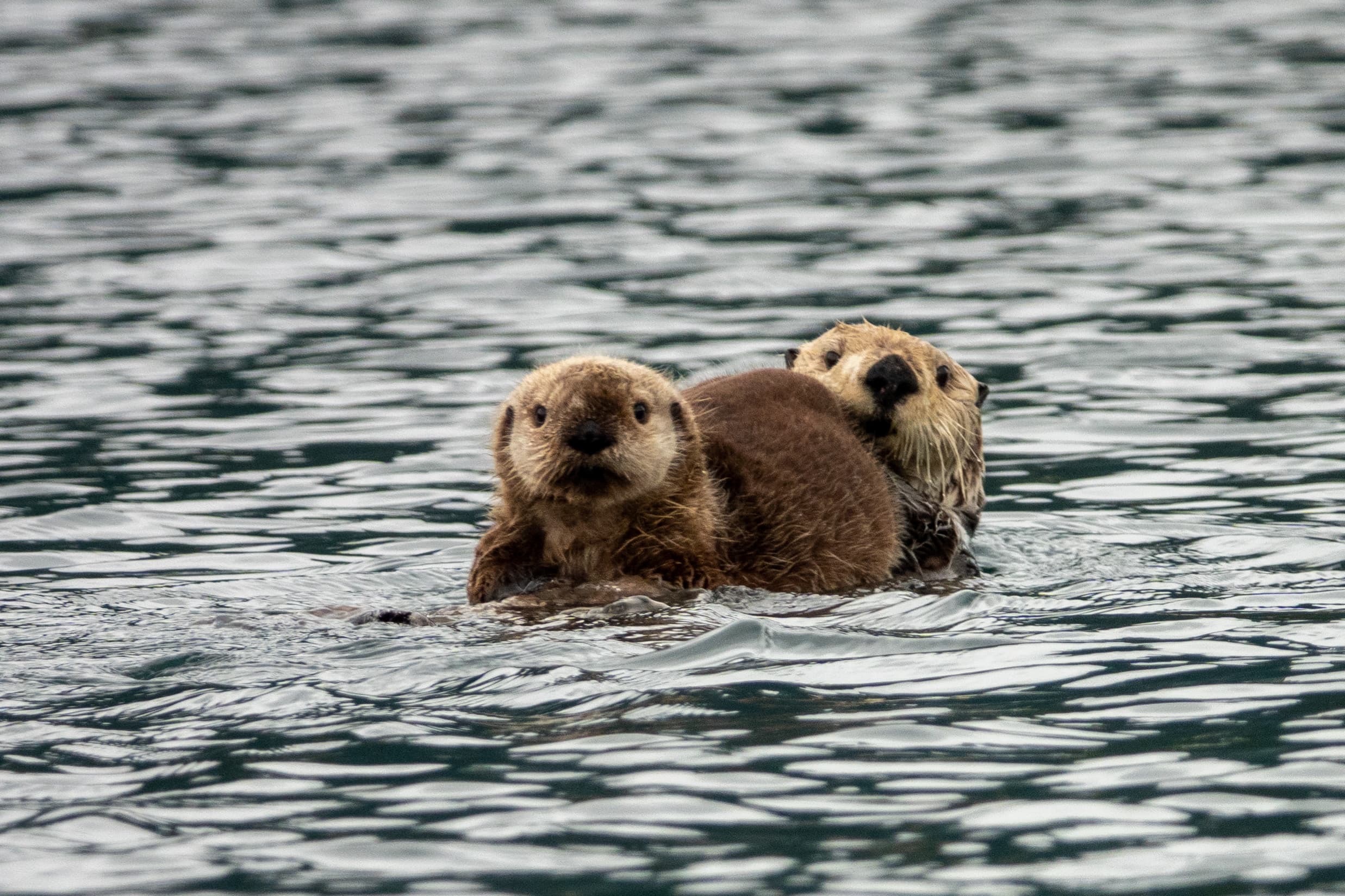 Picture of Sea otter in water
