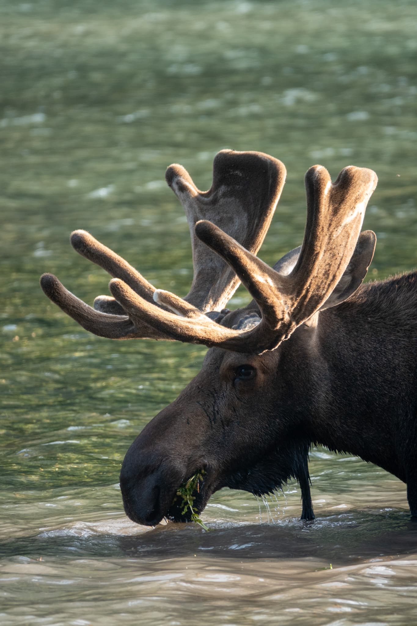 Picture of Alaska moose in water