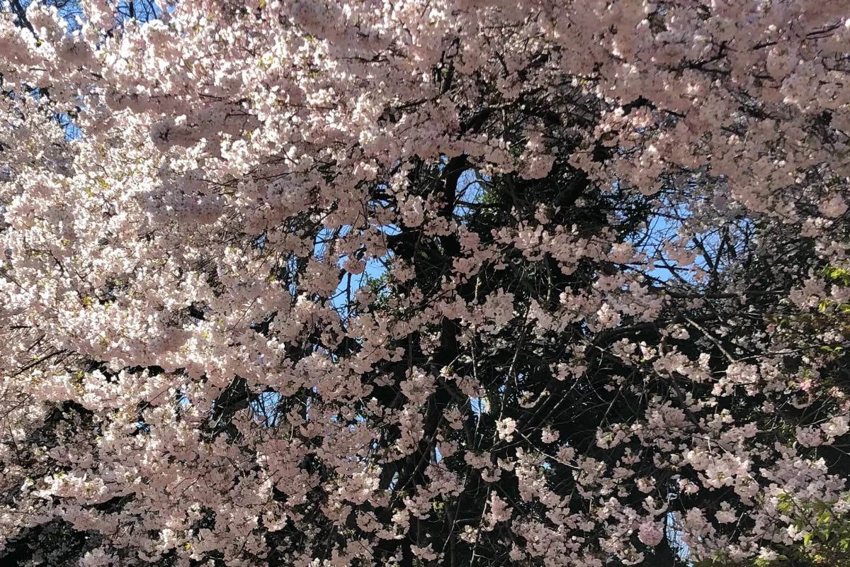 A picture of pink flower tree during daytime.