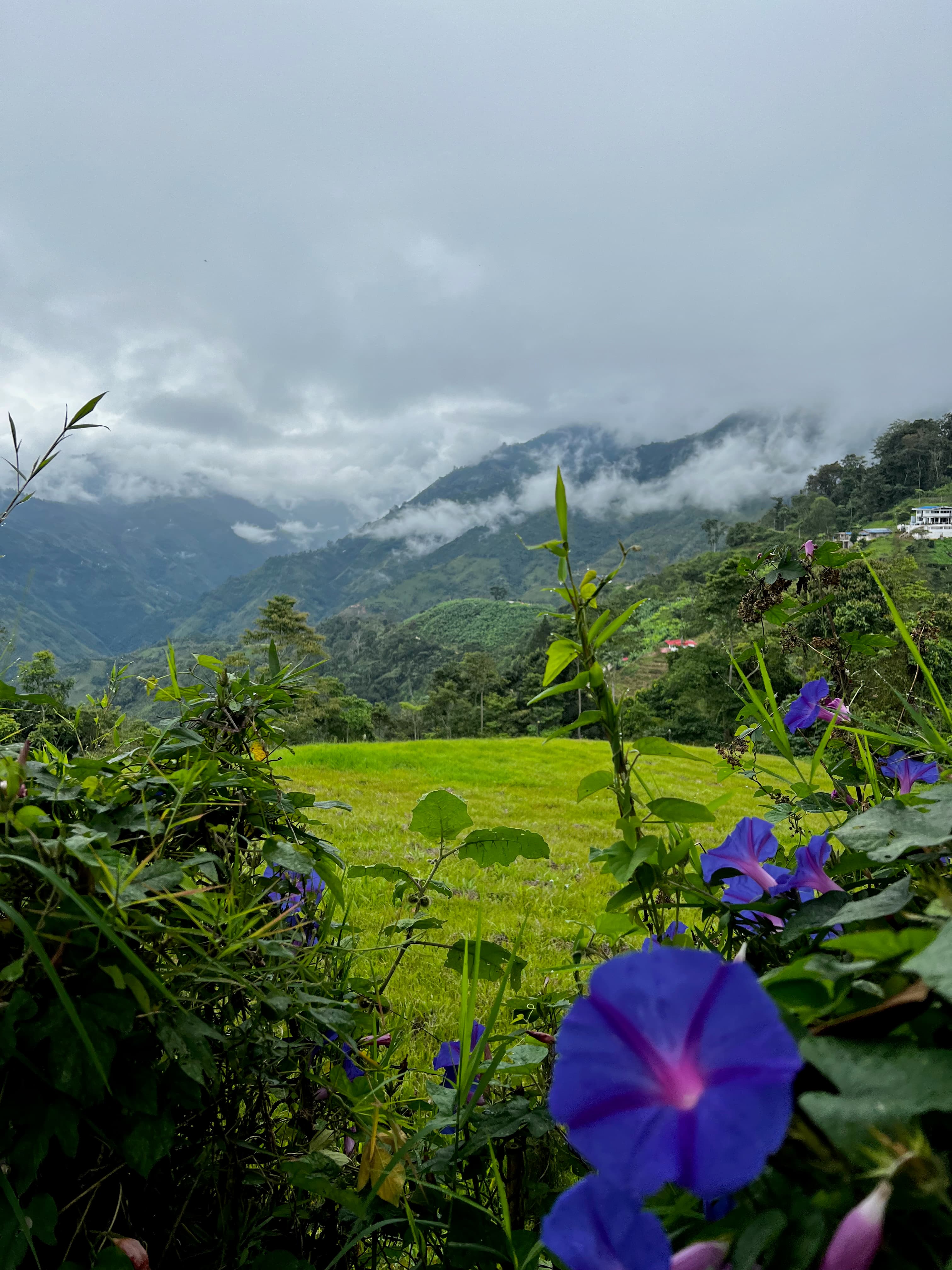 view of flowers on mountain