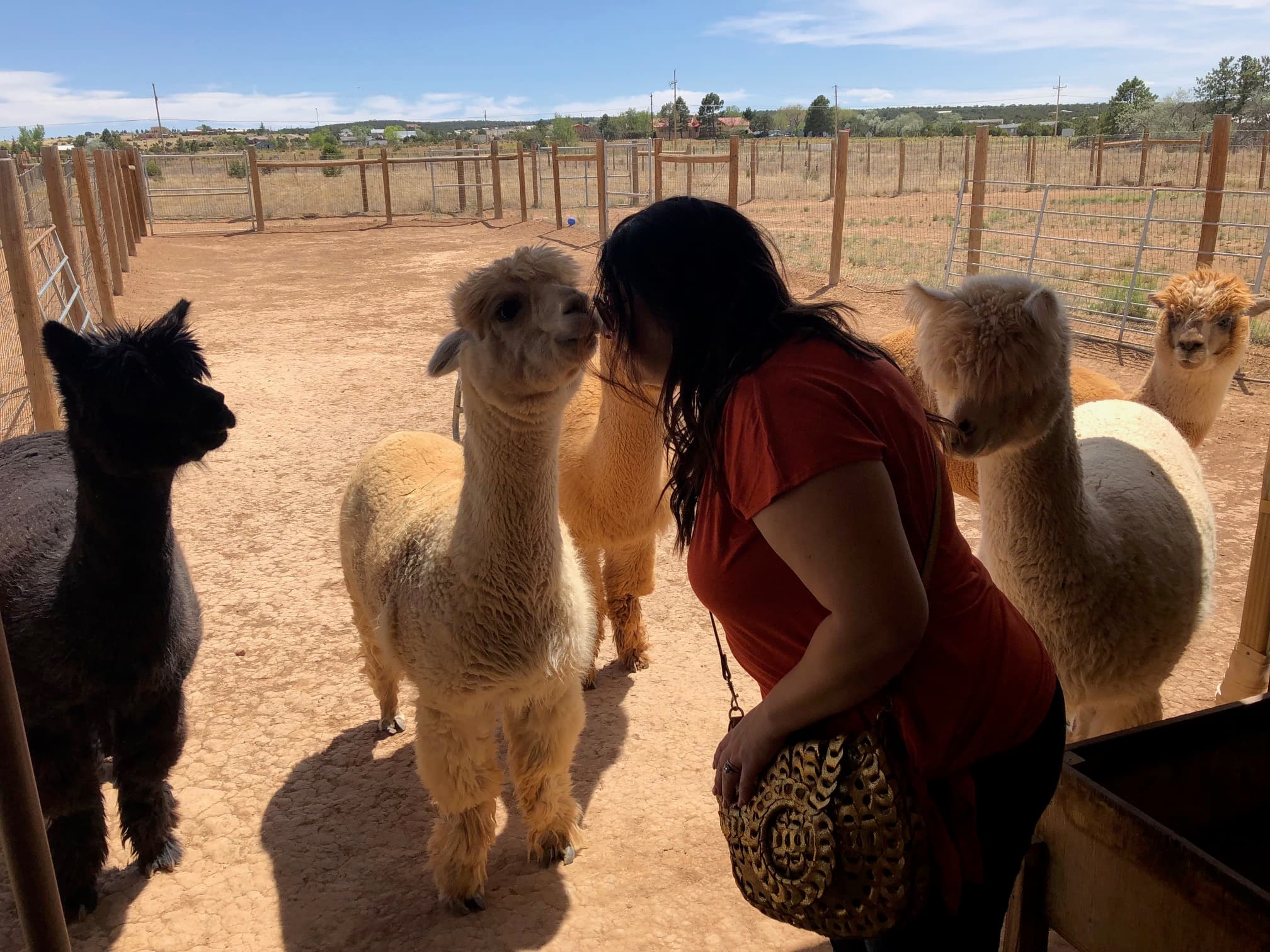 petting lamas
