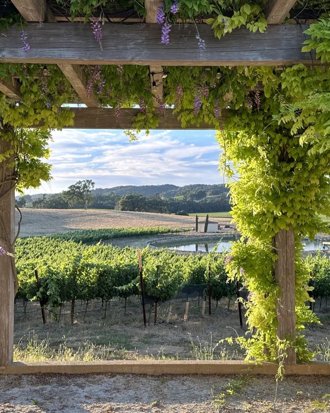 Picture of beautiful vineyard
