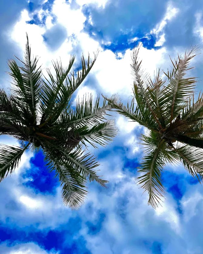 Two palm trees positioned in front of the clouds and blue sky 