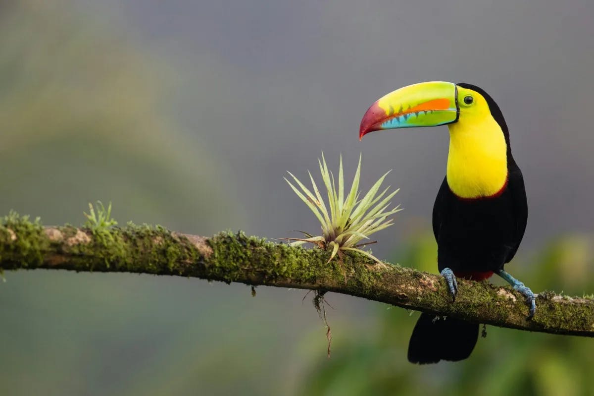 A close-up view of a vibrantly colored Keel-billed Toucan found somewhere in the jungles of Costa Rica