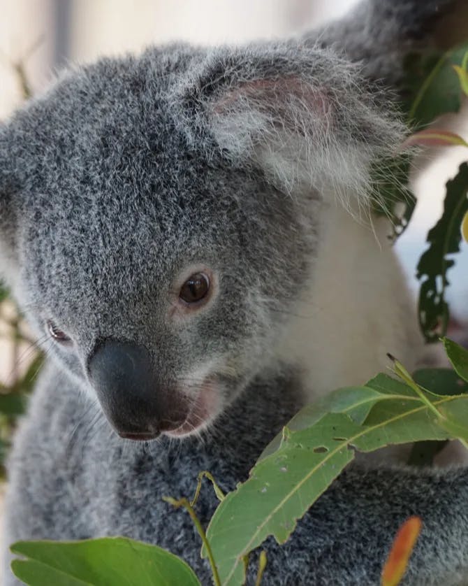 A Koala bear hanging from a tree