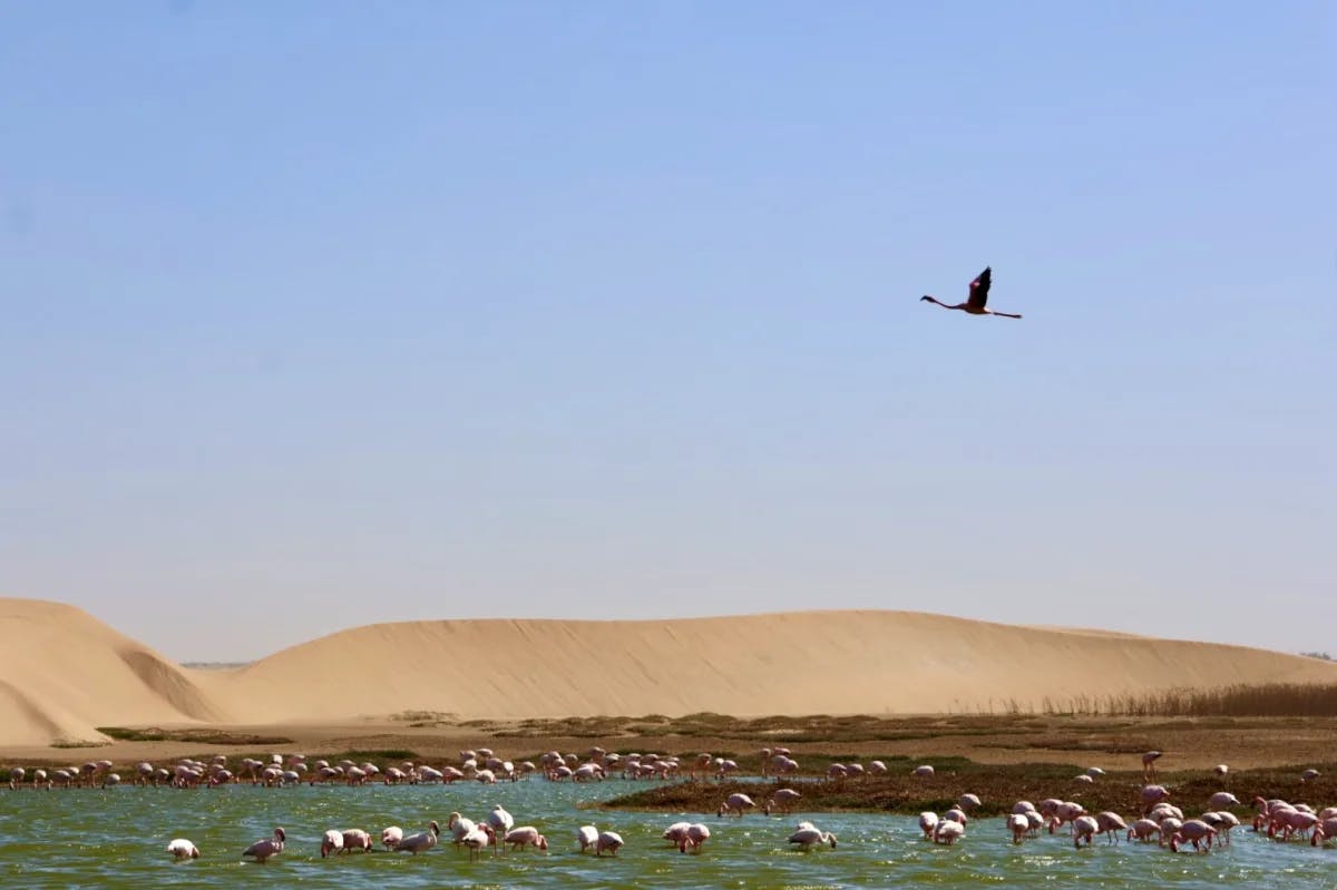 A bird flying over a body of water with other animals in it 