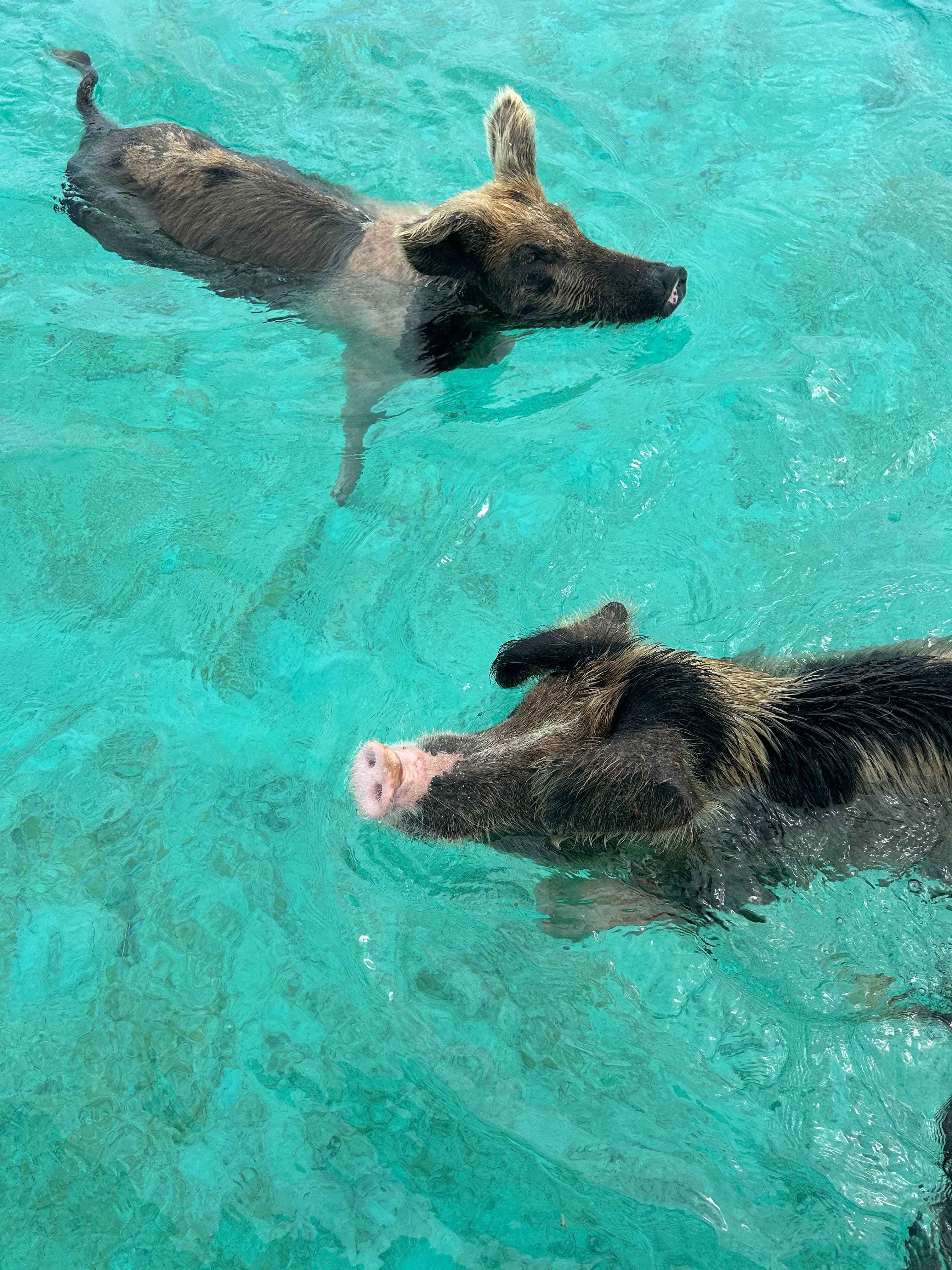 pigs in water
