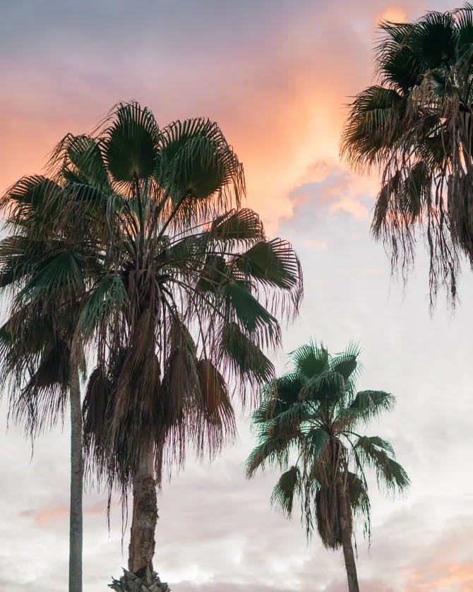 sunset view with palm trees