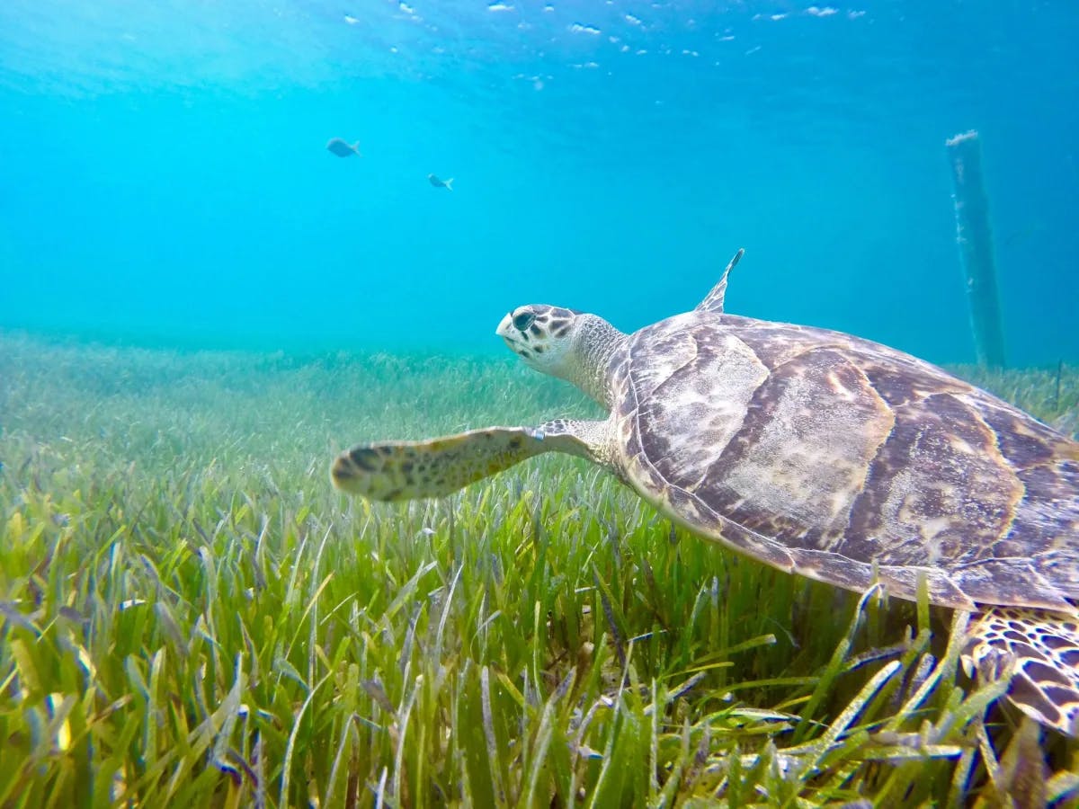Turtle under water.