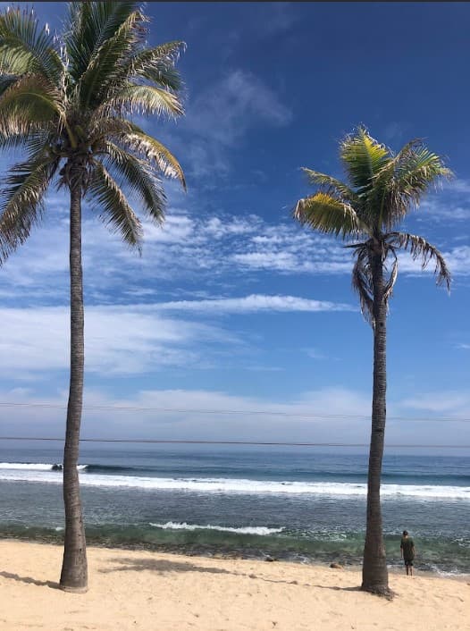 Two standing palm trees in the sand by the beach on a clear day with blue skies and mild waves.