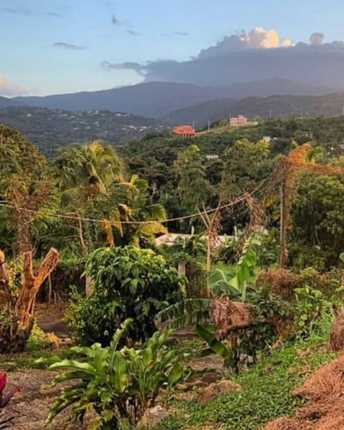 A forest view of tropical plants that leads to a mountain range in the distance