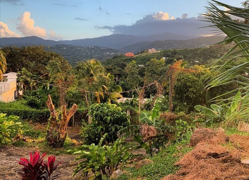 A forest view of tropical plants that leads to a mountain range in the distance