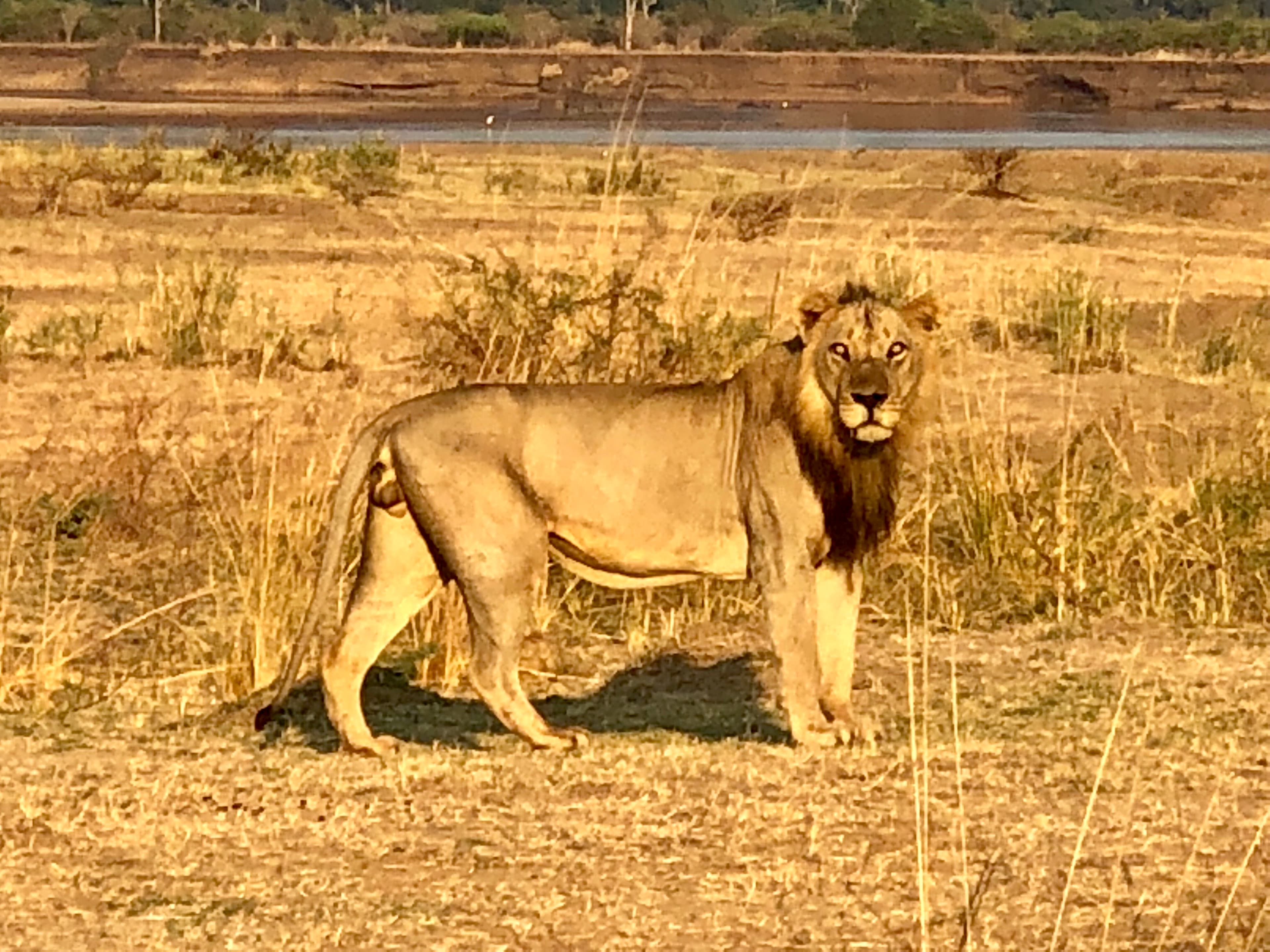 lion in safari