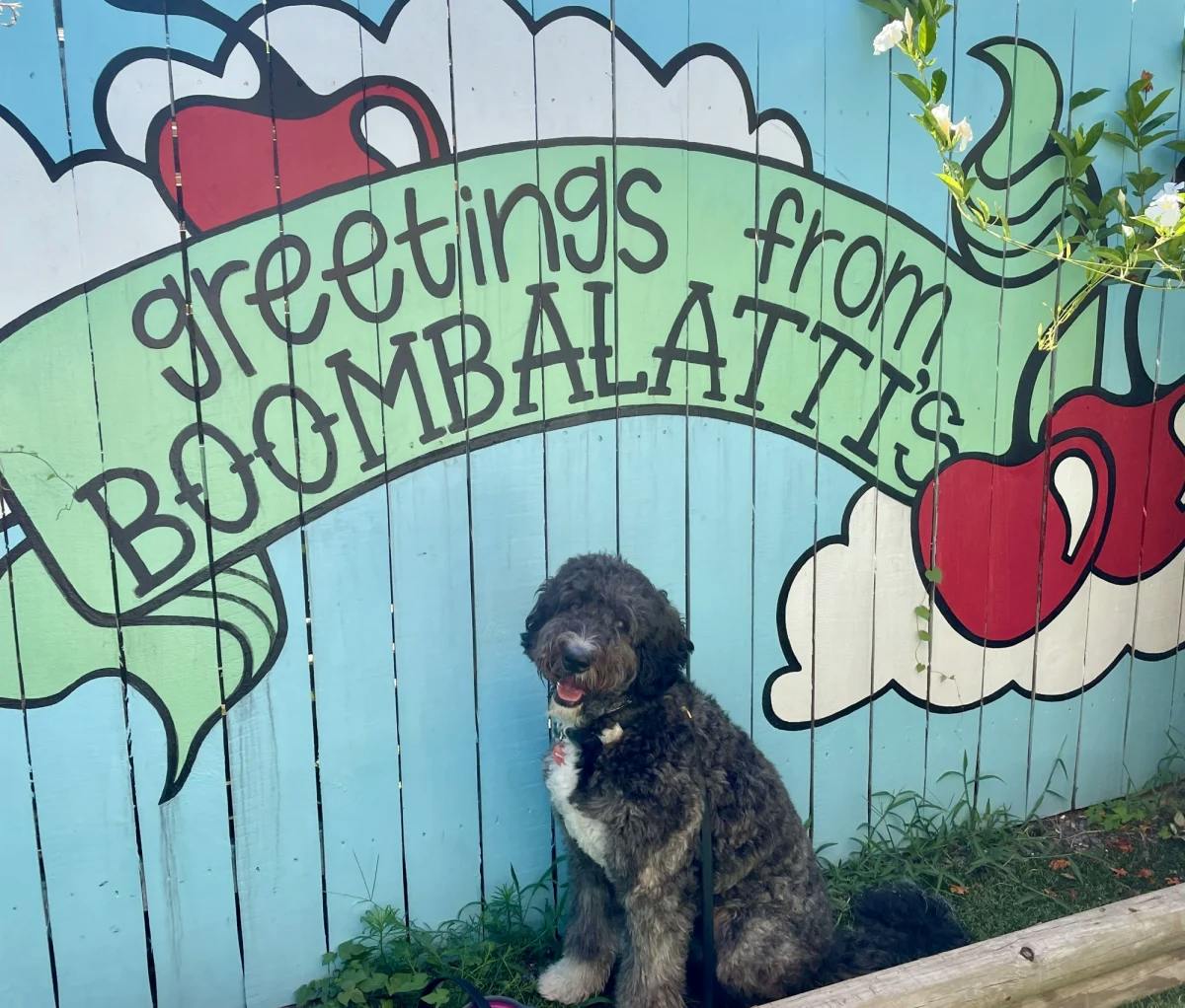 Dog posing in front of wall paint saying greetings from BOOMBALATTIS.
