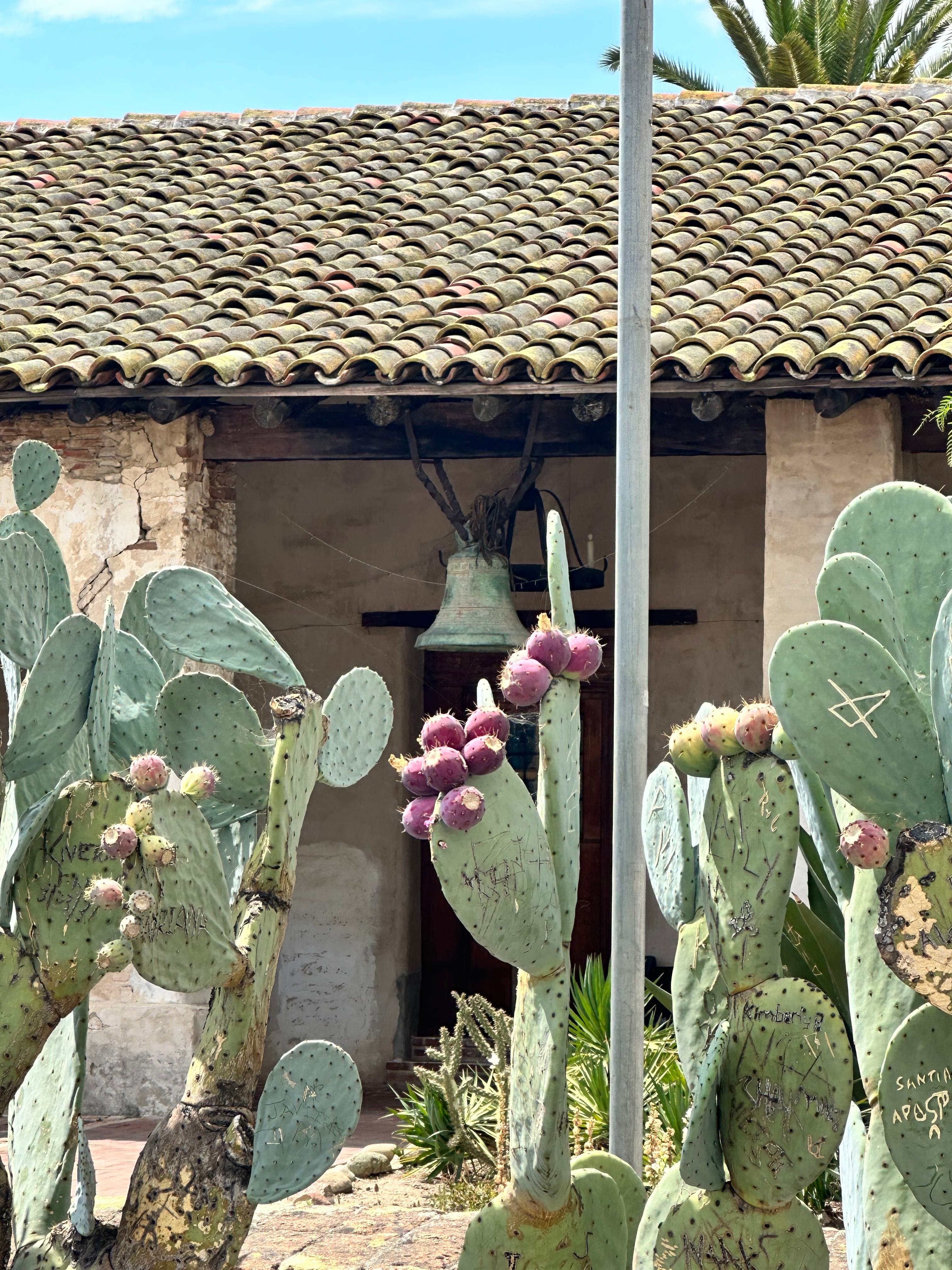 photo of cactus plant