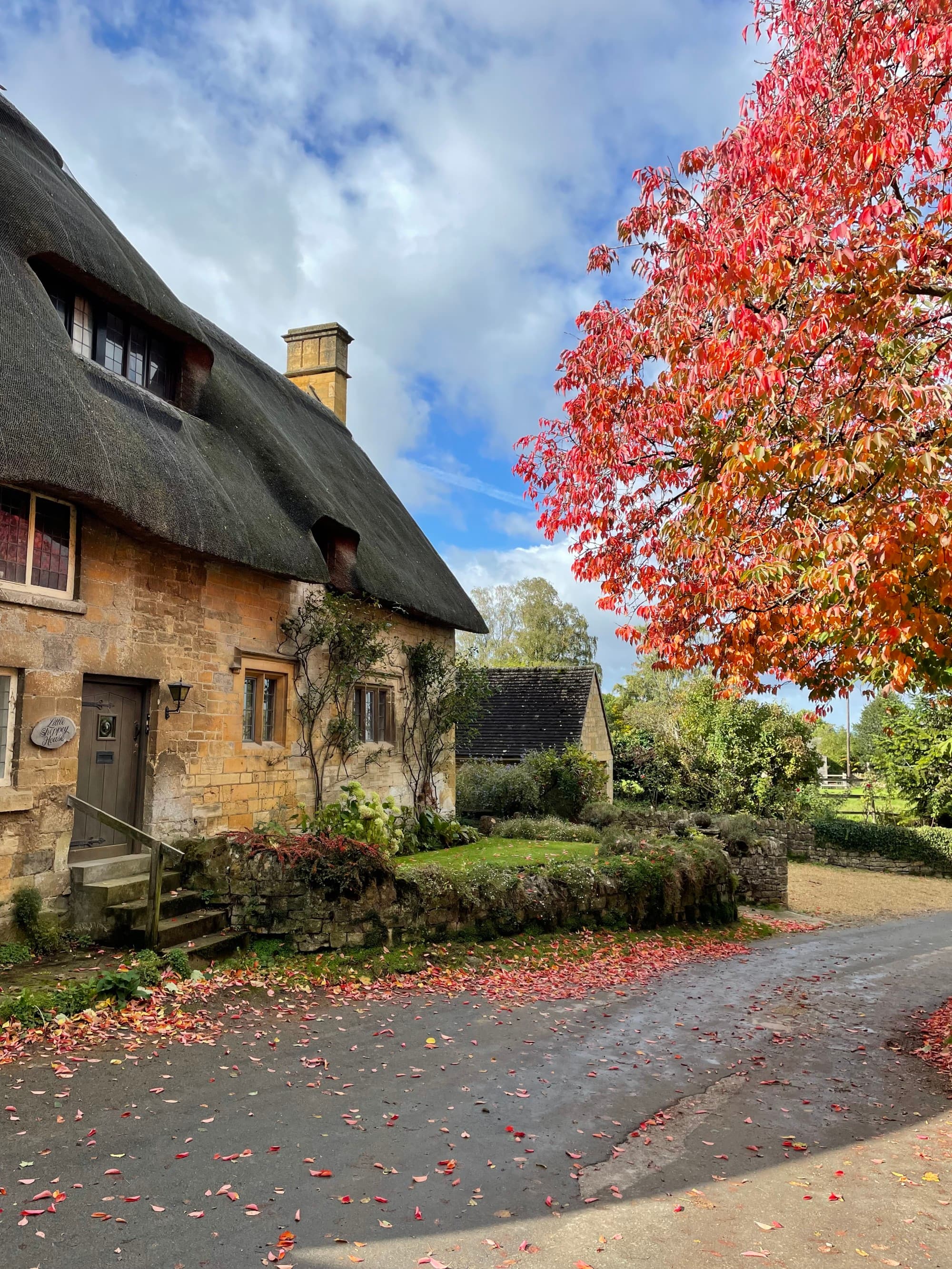 a tree on a quaint village street with bright fall leaves