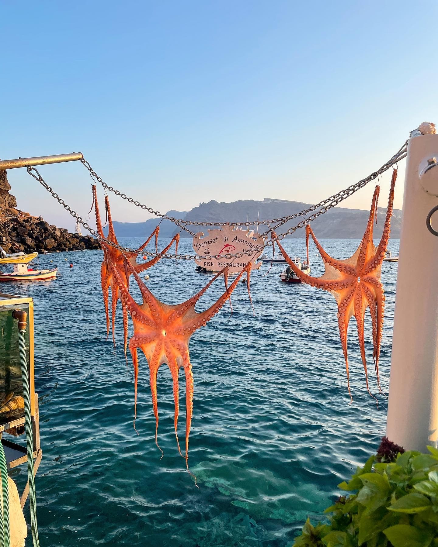 starfish hanging