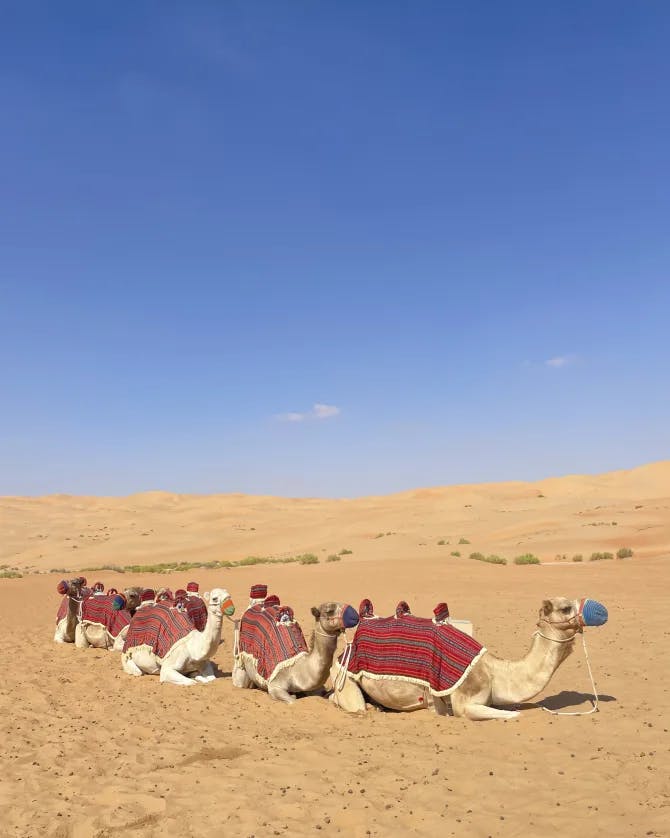 Picture of camels siiting on a sand in a desert