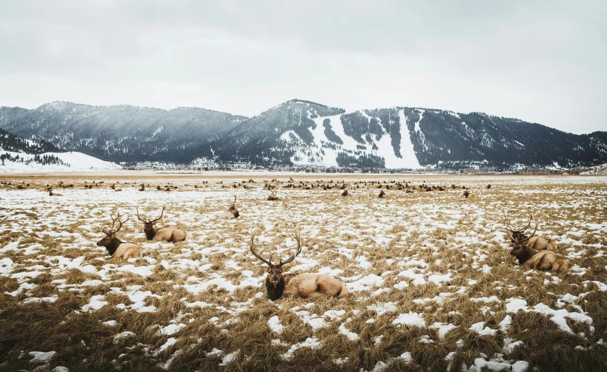 A herd of deer on a field near mountains.