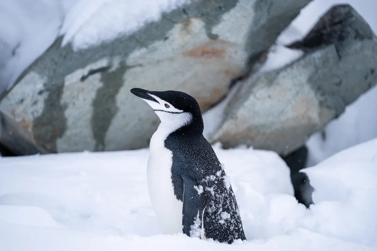 Penguin in the snow