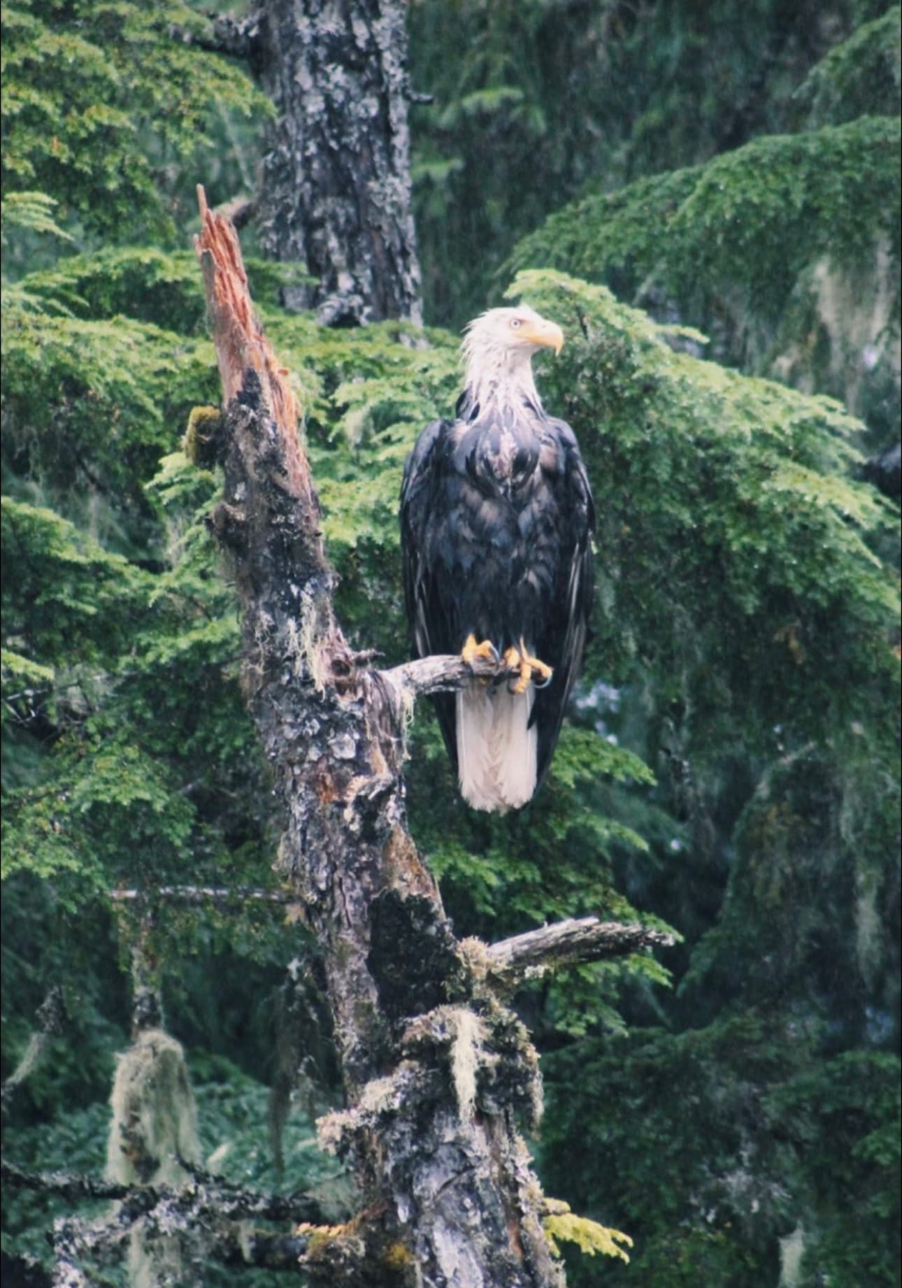 Bird on a tree branch