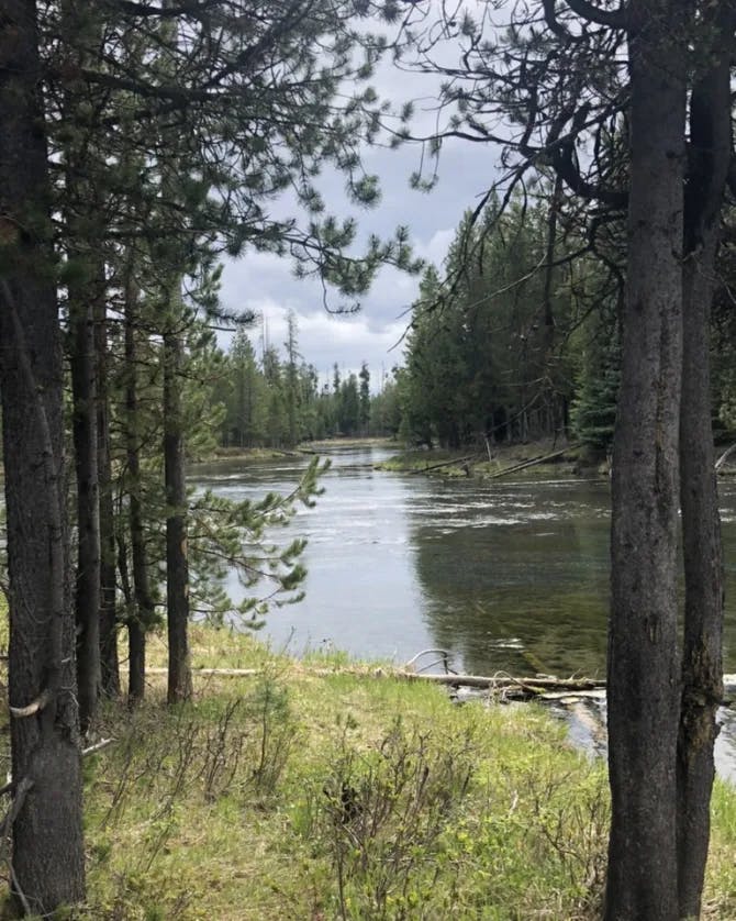 A view of a river in a forest surrounded by wild grass and pine trees 